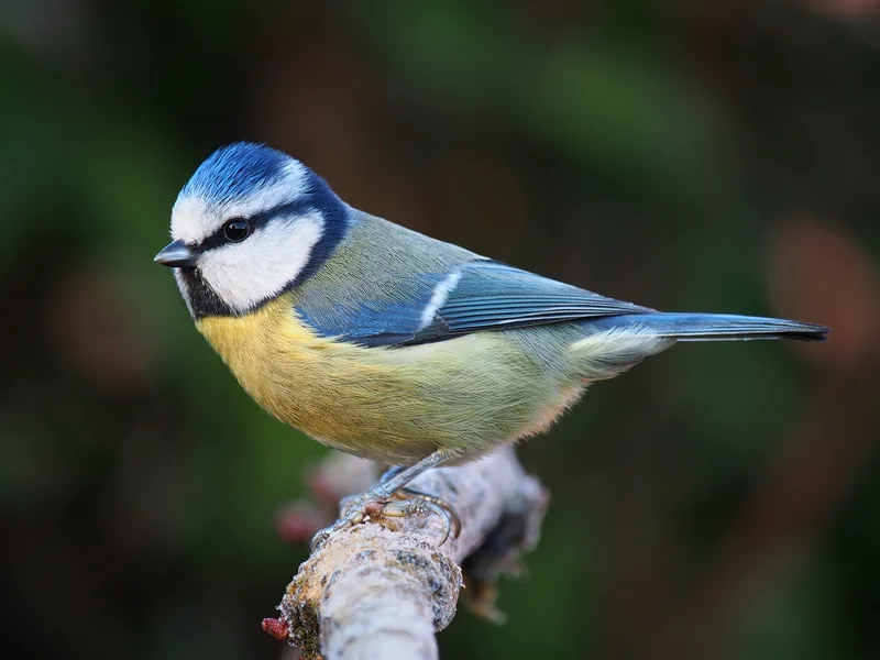 Fotografi av en liten fågel med blå hätta, vitt ansikte med ett svart streck genom ögat, gulaktig buk och blå vingar, som sitter på en gren.