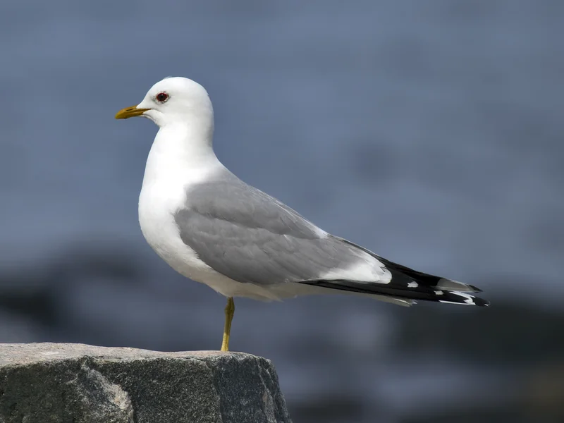 Fotografi av en vit fågel med ljusgrå vingar, svarta vingspetsar med vita fläckar, gul näbb och gula ben, stående på en sten.