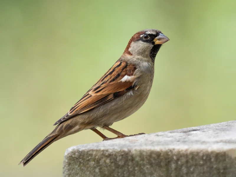 Fotografi av en liten brun fågel med grå hjässa, kastanjebruna sidor på huvudet och svart fläck under näbben, stående på en stenkant.