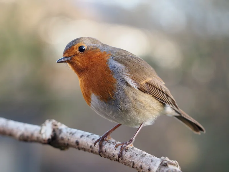 Fotografi av en liten rund fågel med orangeröd panna och bröst och gråbrun rygg, som sitter på en gren.